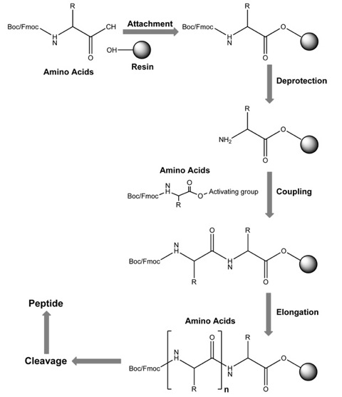 peptide-synthesis
